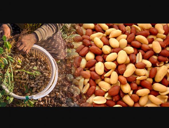 فروش عمده بادام زمینی در ایران