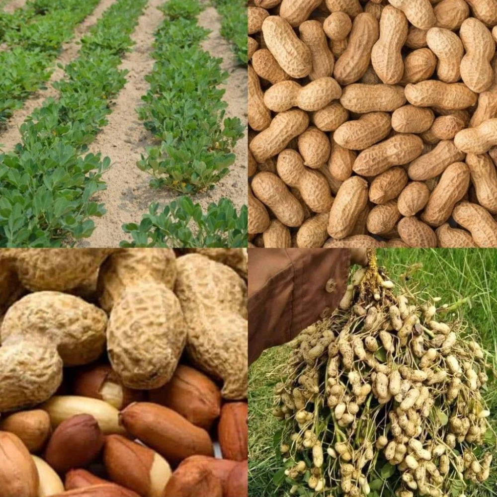 عوامل مؤثر بر عرضه بادام زمینی در بازار